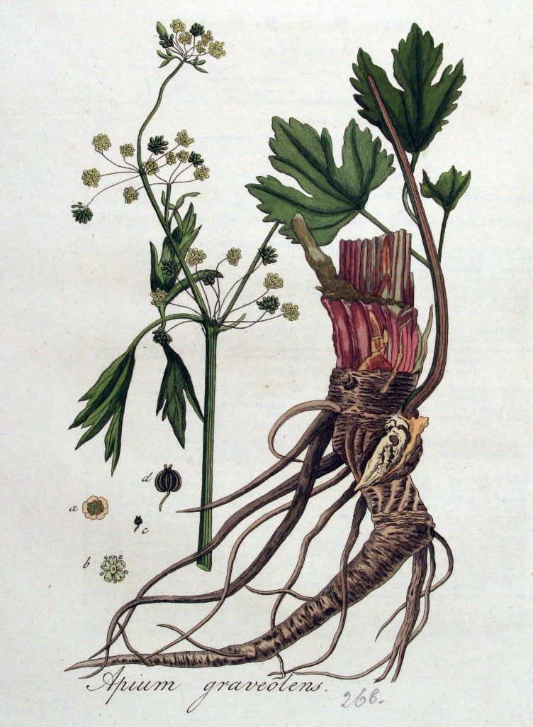 Apium gravolens