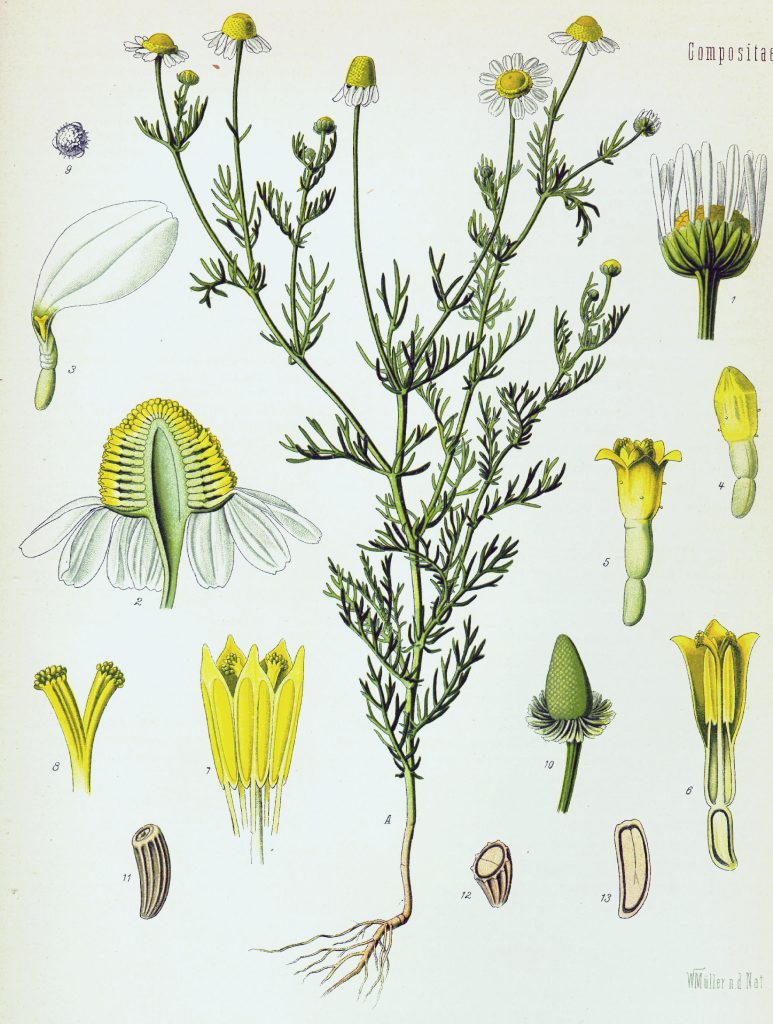 Matricaria recutita
