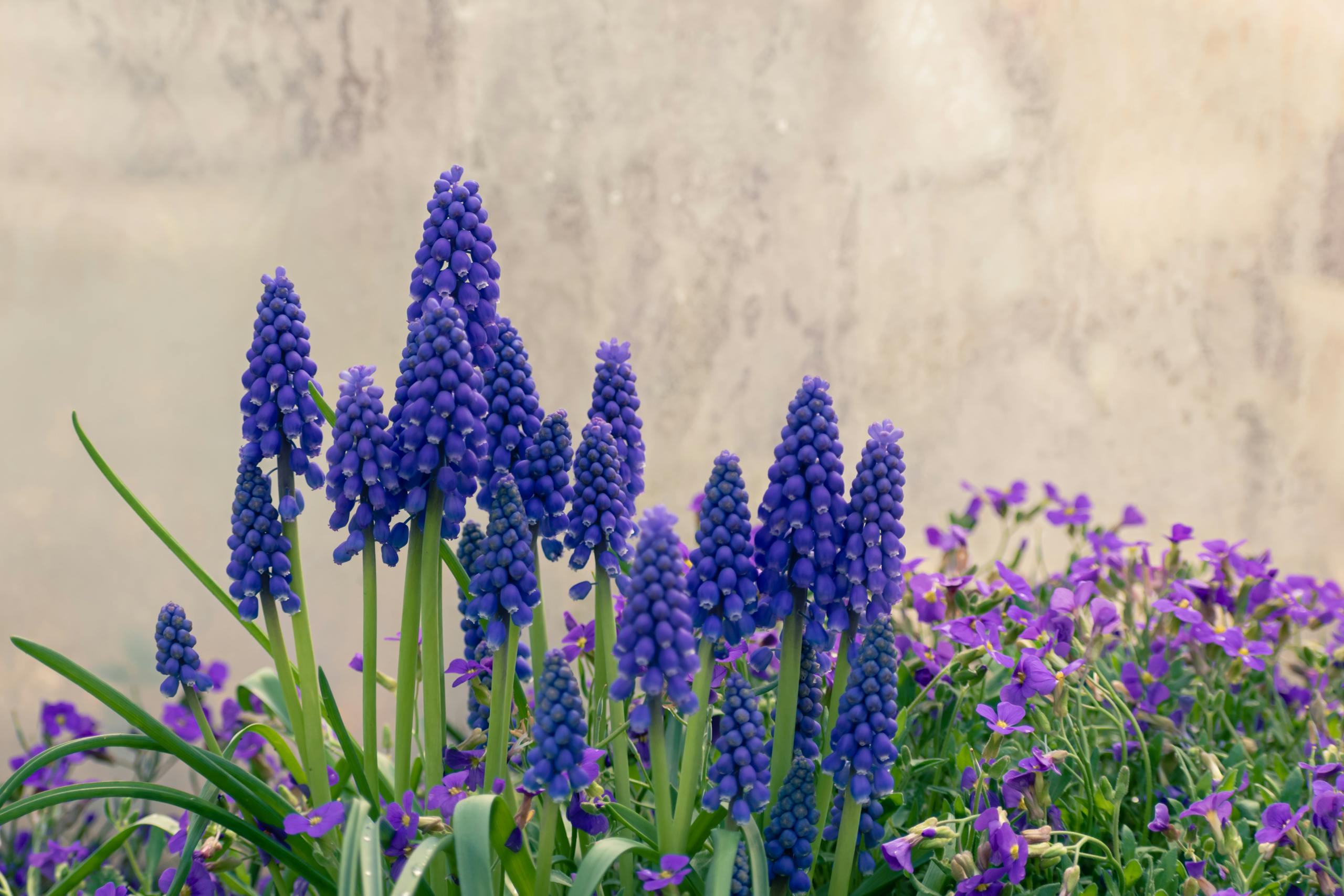 Muscari neglectum grape hyacinths