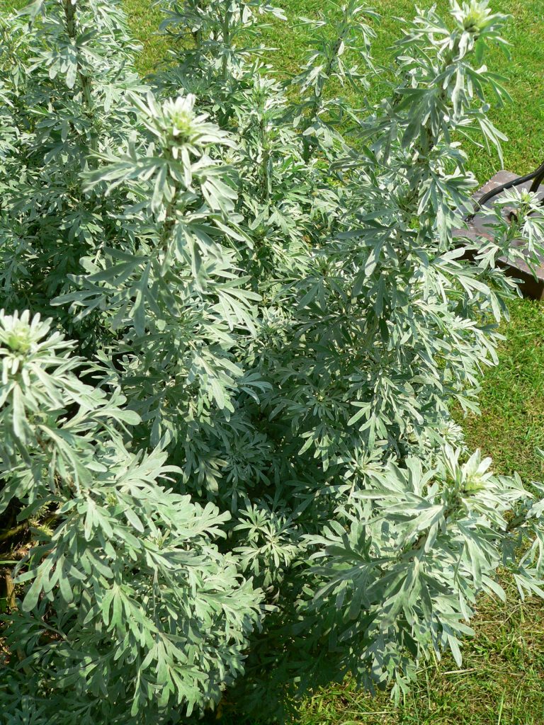 Artemisia absinthium L