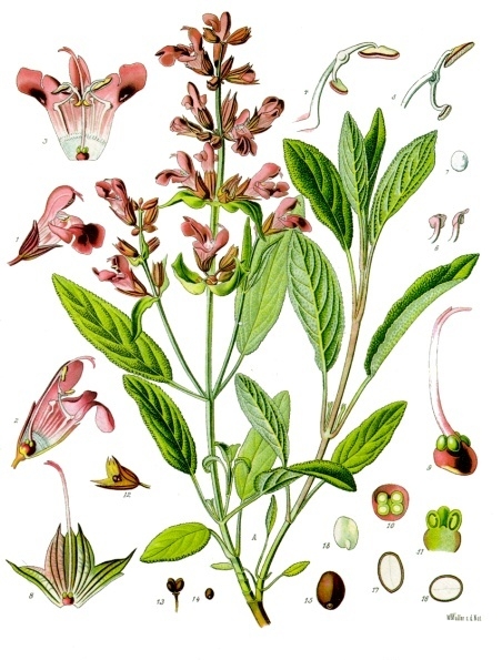 Salvia officinalis L