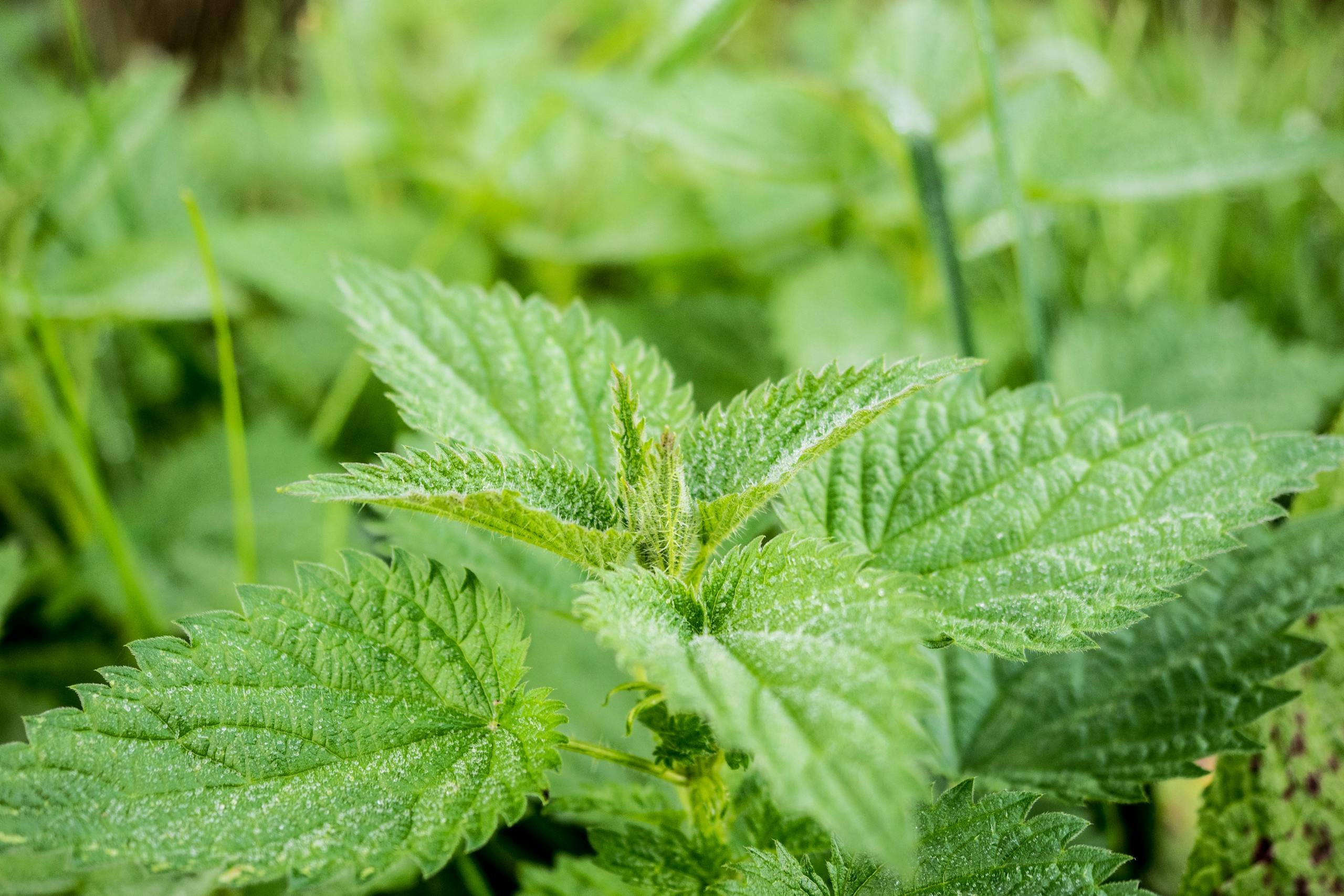 Urtica dioica L. Stinging Nettle