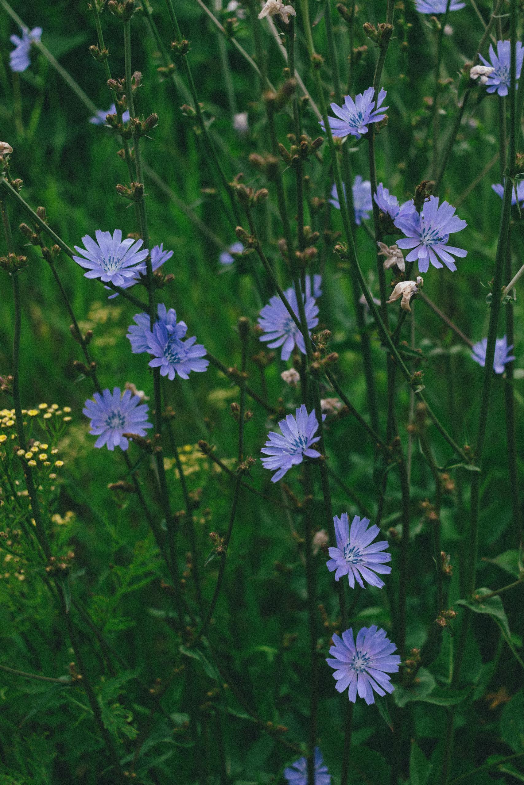 GLP-1 Ozempic Herbal Alternatives Vibrant purple chicory flowers blooming among lush green foliage in a garden.