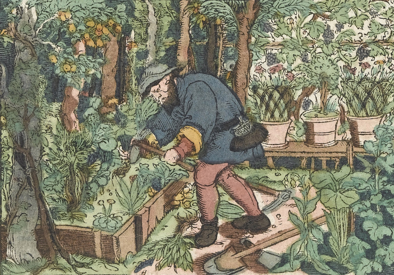 plant intelligence herbalism history