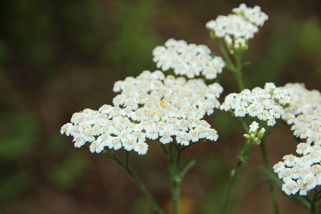 Close-up of delicate white yarrow flowers in full bloom, showcasing natural beauty and floral elegance.