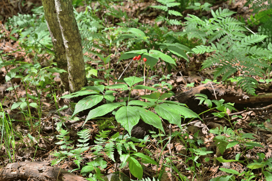 adaptogen American panax ginseng