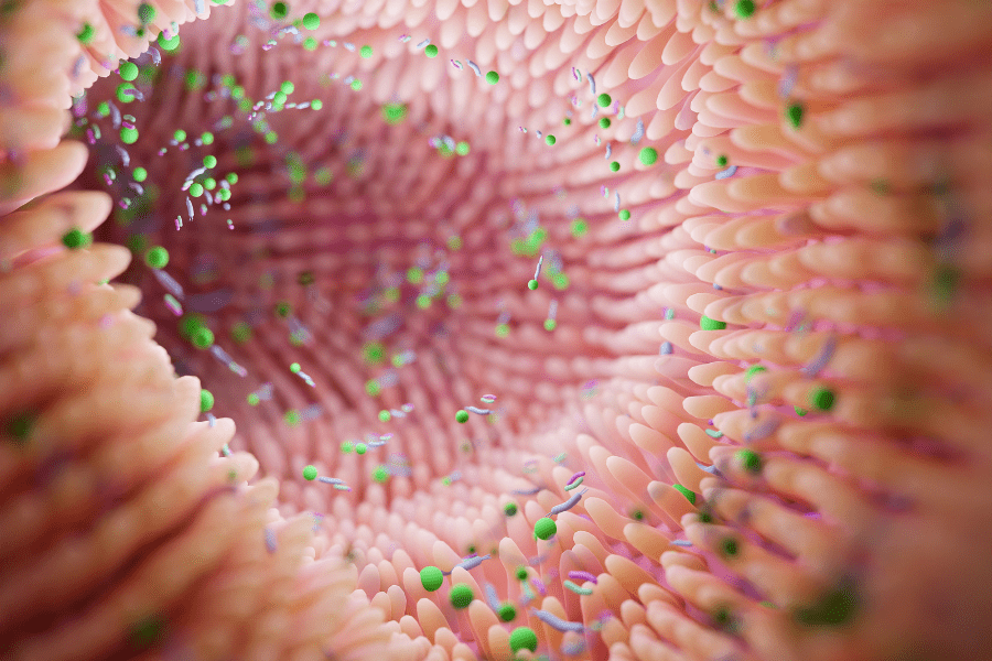 picture of inside of digestive tract showing microbiome attached to cilia of gut lining
