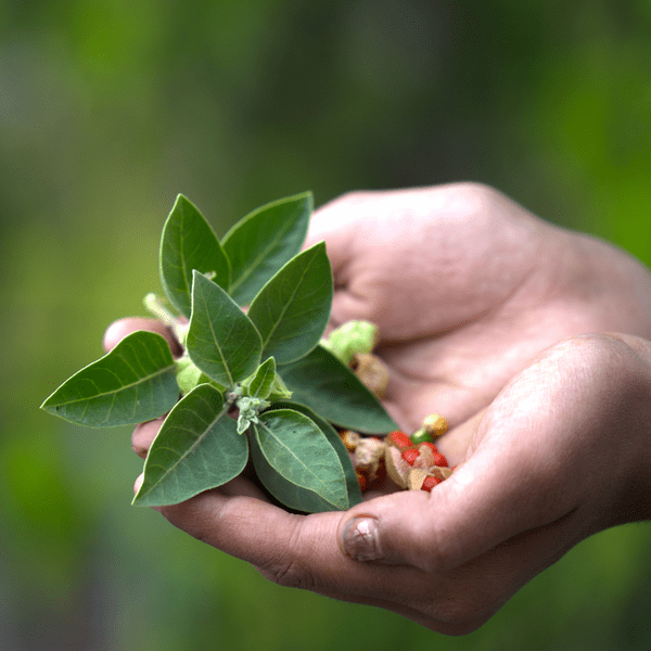 ashwagandha leaves and berries
