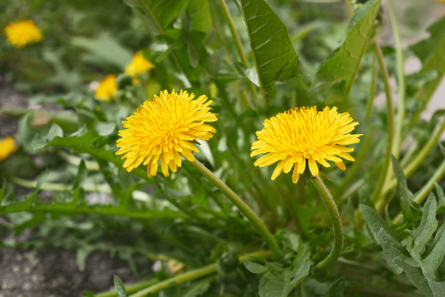 dandelion plants with blossoms prior to harvesting roots