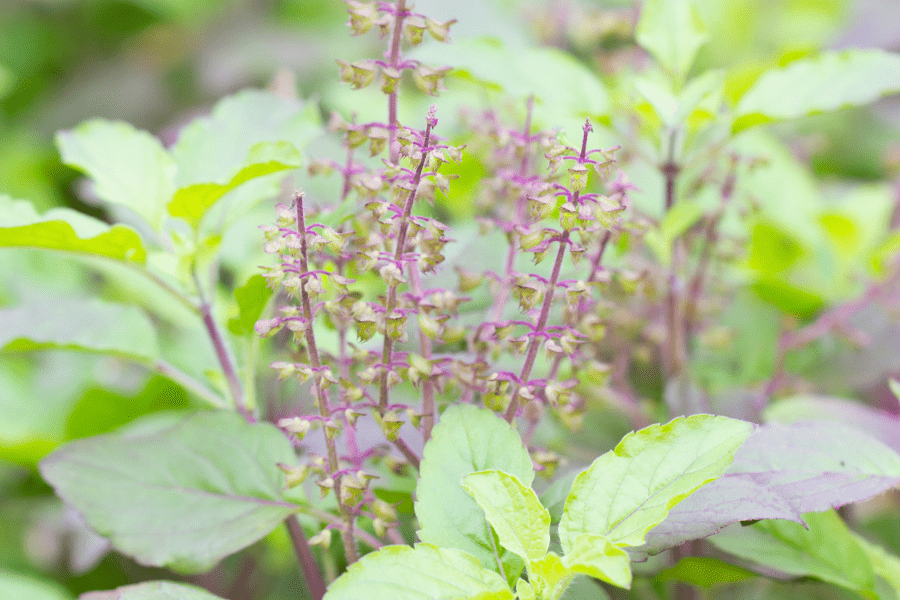 tulsi holy basil in bloom