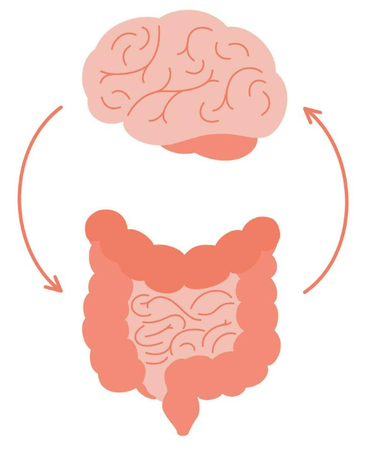 gut-brain axis, key to immunity