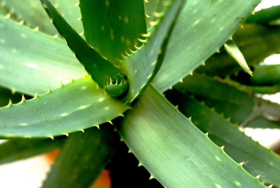 Aloe Vera (Aloe barbadensis Miller)