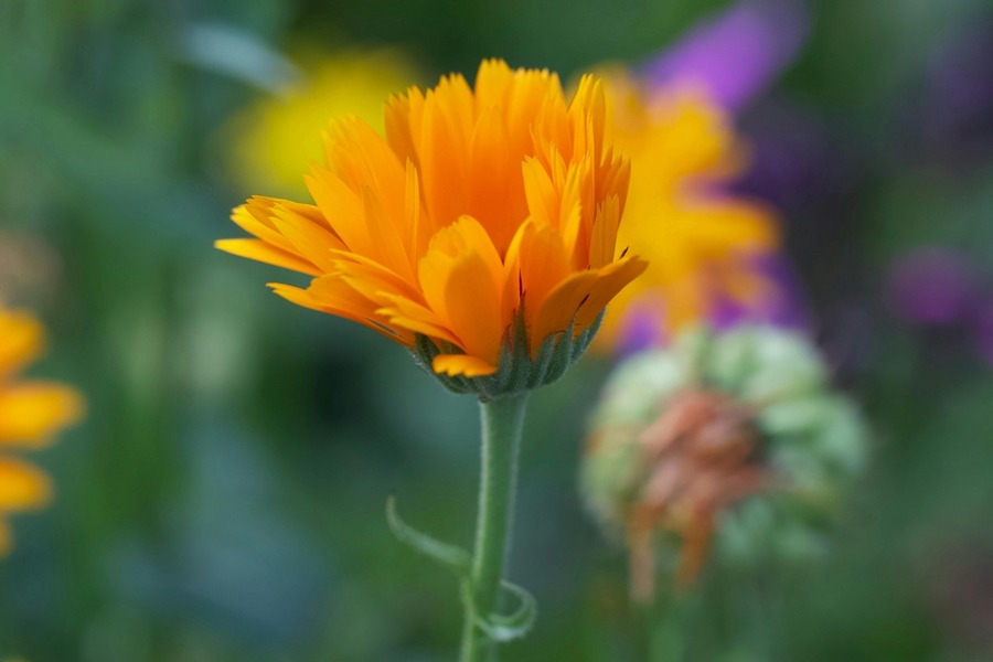 Calendula (Calendula officinalis)