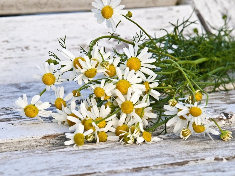 Chamomile Health Benefits- flowers for tea