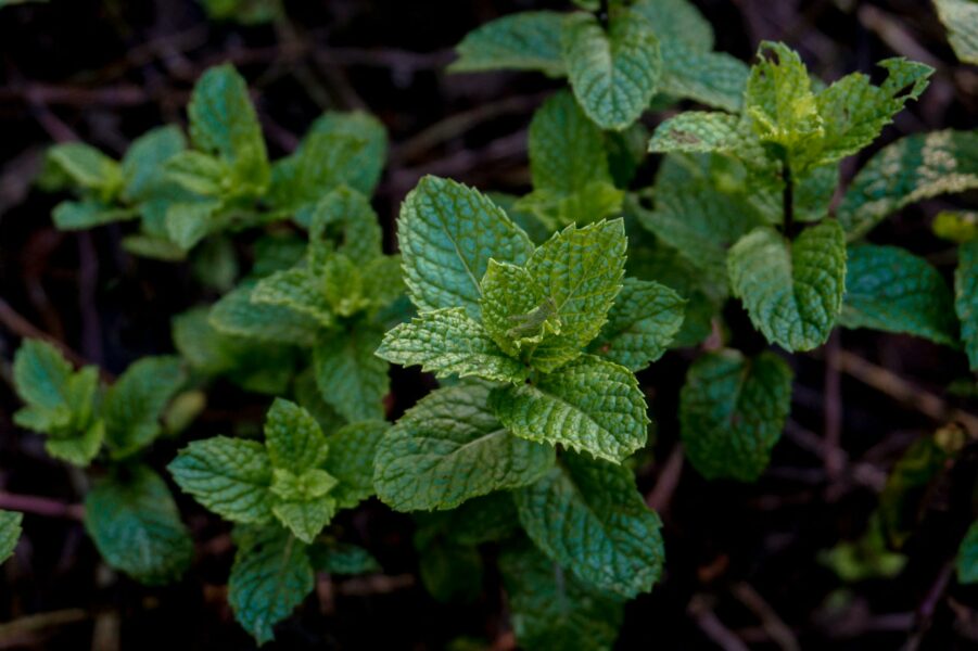 Peppermint for digestive health Growing in a Garden