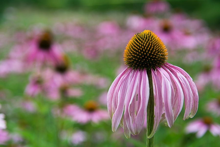 Echinacea (Echinacea purpurea) essential medicinal herbs for your garden