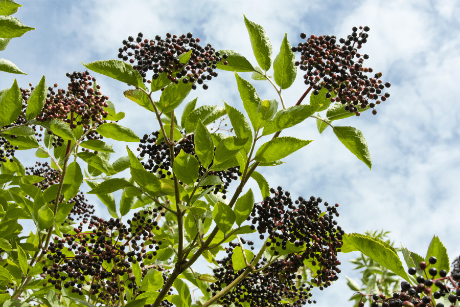 elderberry (Sambucus nigra)
