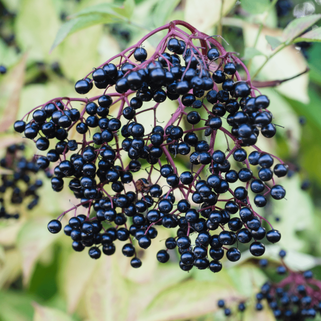 elder berries