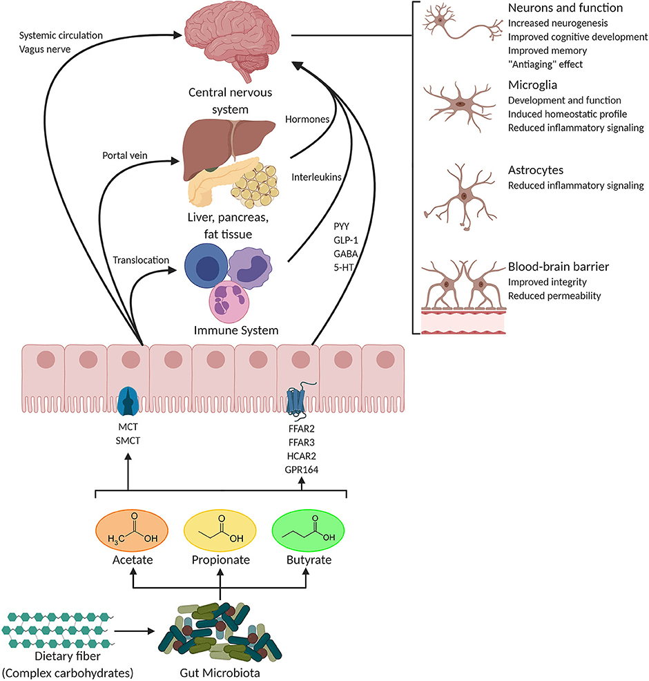 microbiome and how they control the gut-brain axis