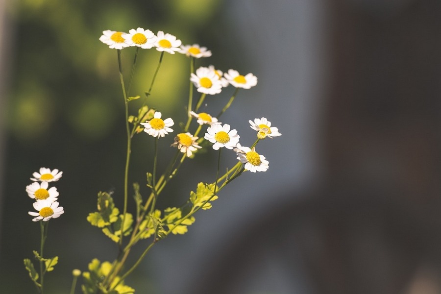 Feverfew (Tanacetum parthenium)