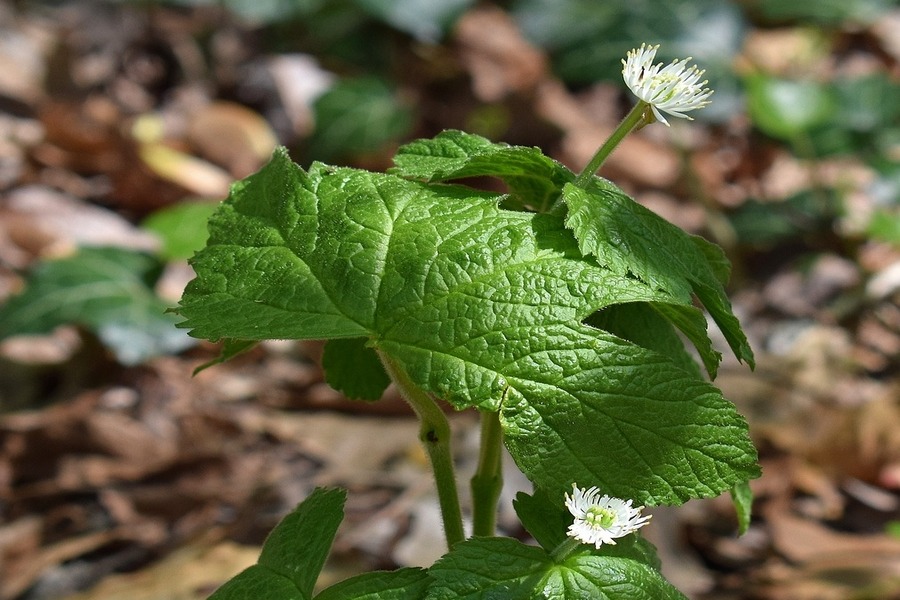 goldenseal