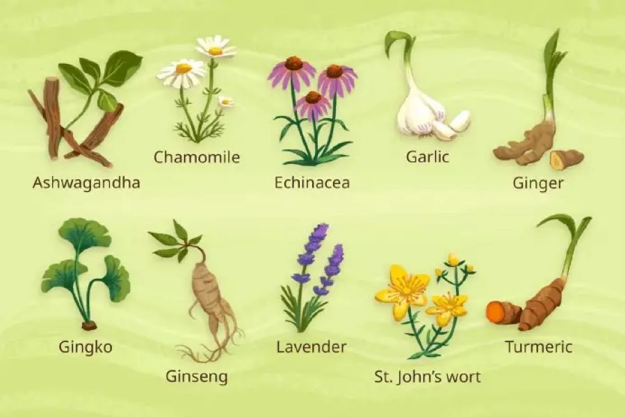 herbs illustrated