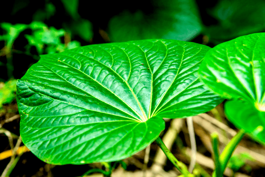 kava leaf
