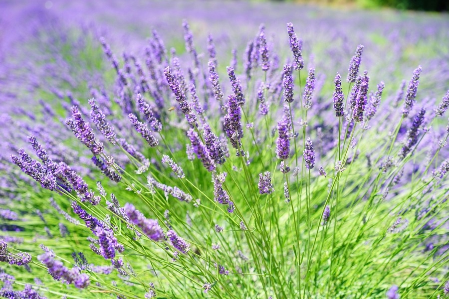 Lavender (Lavandula angustifolia)