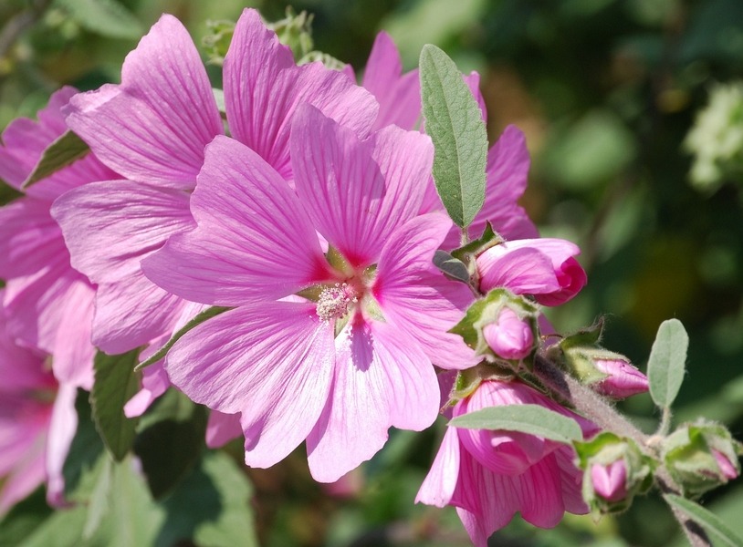 mallow flowers, the roots of which are used for a soothing tea