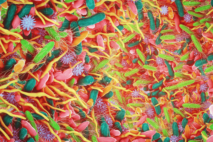 turmeric prebiotic for microbiome