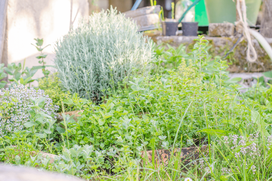 outdoot herb garden