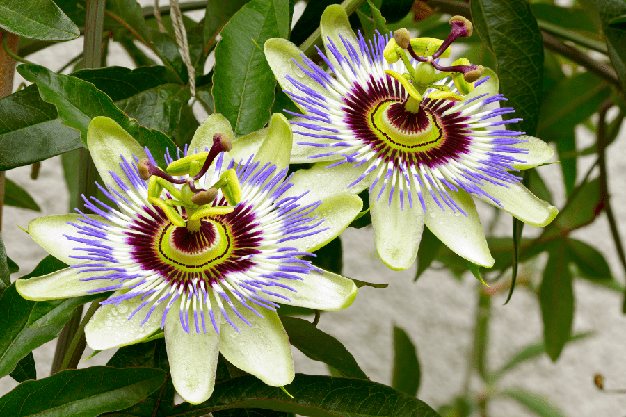 passion flower