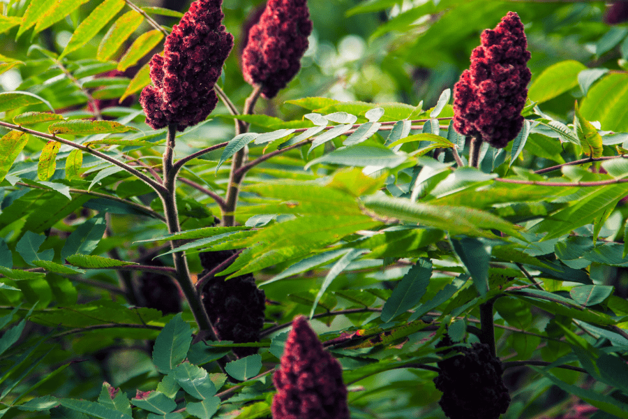 sumac drupes also known as staghorn sumac