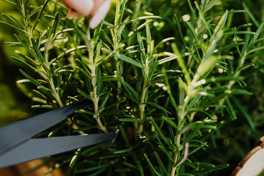 Rosemary (Rosmarinus officinalis)
