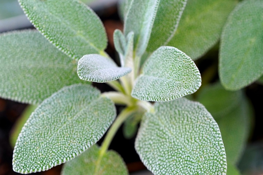 Sage (Salvia officinalis)