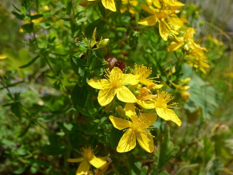 St. John's Wort (Hypericum perforatum)