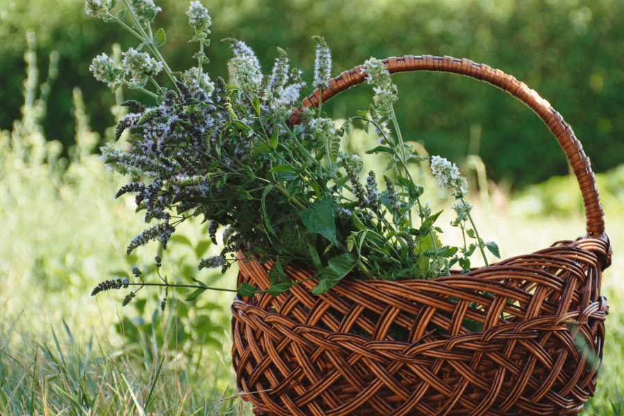 sustainable wild harvesting herbs