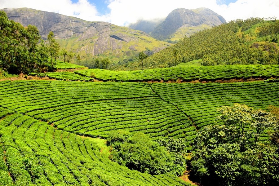 green tea plantation for production of L-theanine