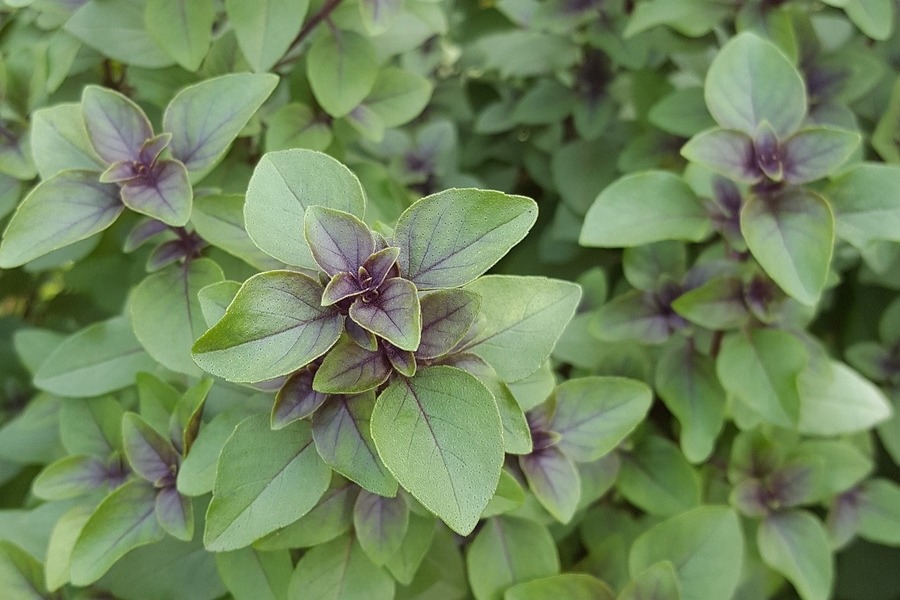 Holy Basil (Ocimum sanctum) tulsi