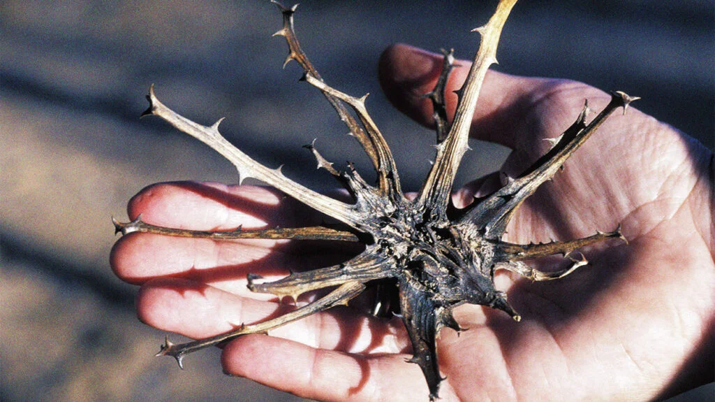 Devils claw 