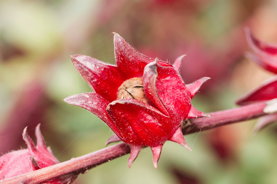 Hibiscus sabdariffa calyx