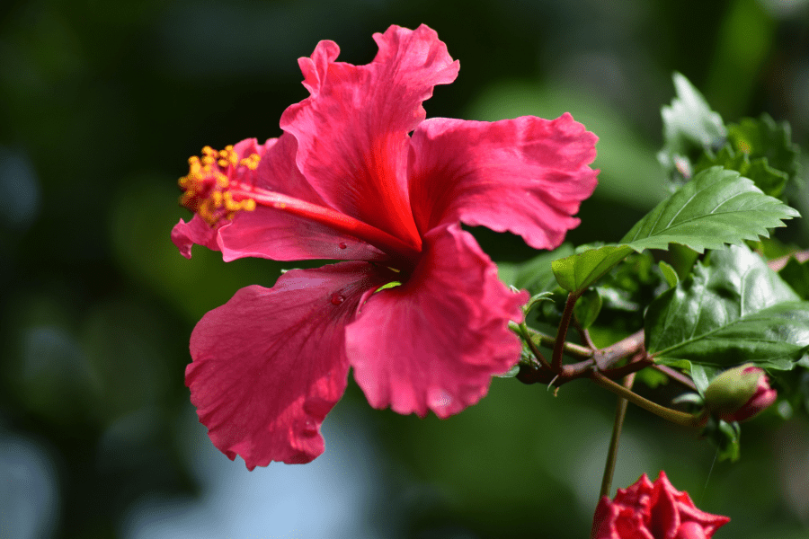 Hibiscus sabdariffam L.