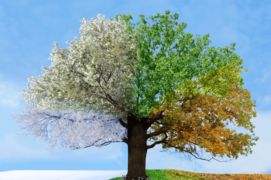 cross-quarter days seasonal changes show on tree