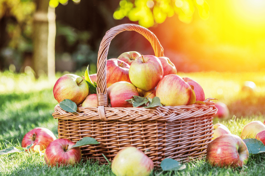apple harvest