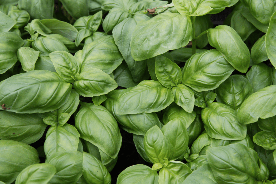 basil leaves harvest