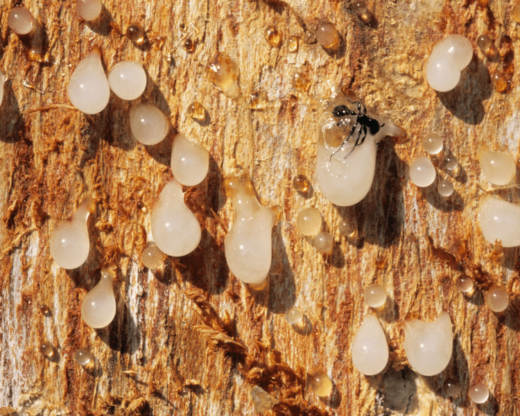 boswellia resin weeping