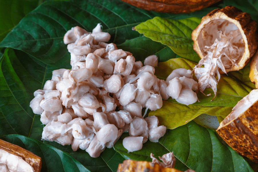 cocoa beans being extracted from pith in pod