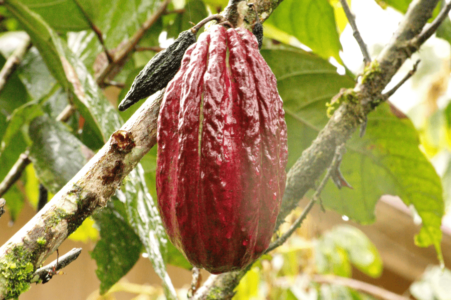 cocoa pod growing on tree