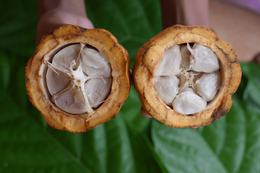 cocoa pod interior with beans