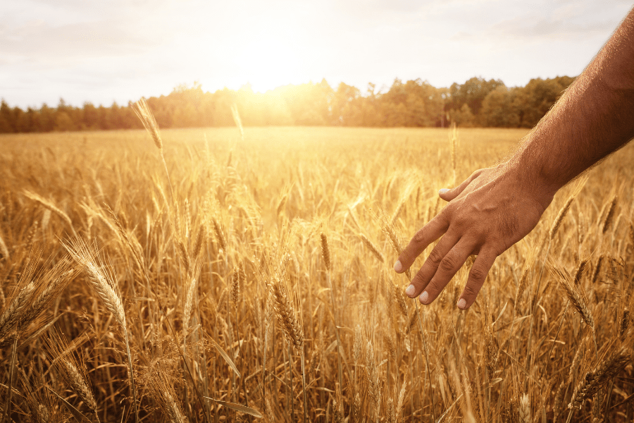 Lammas or Lughnasadh first grain harvest